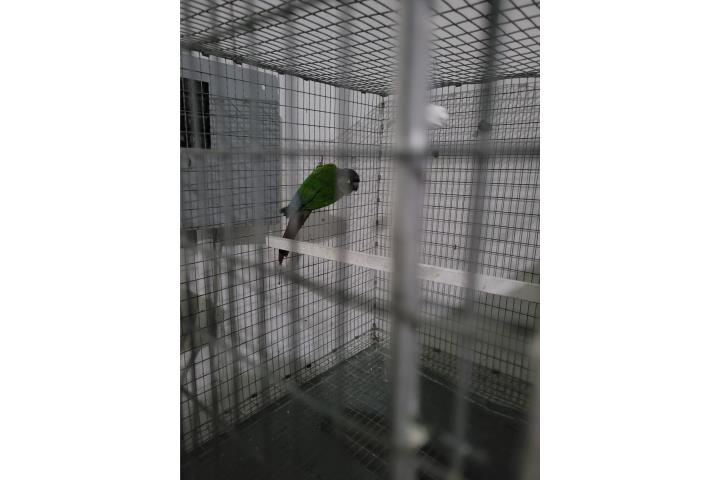 Green cheek Macho Adulto Puerto Rico