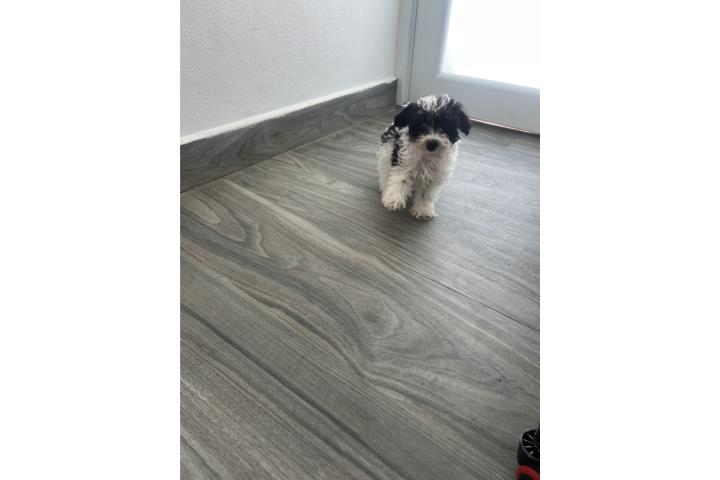 Hermoso mini poodle  Puerto Rico