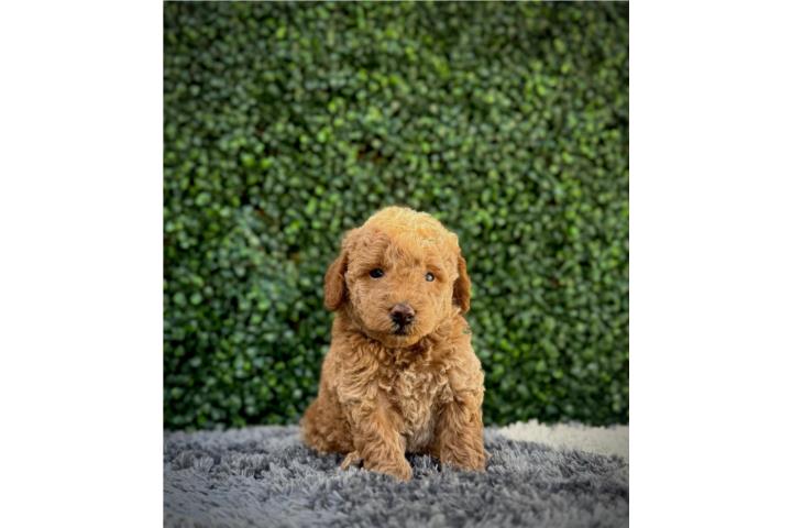 Poodle toy chocolate  Puerto Rico