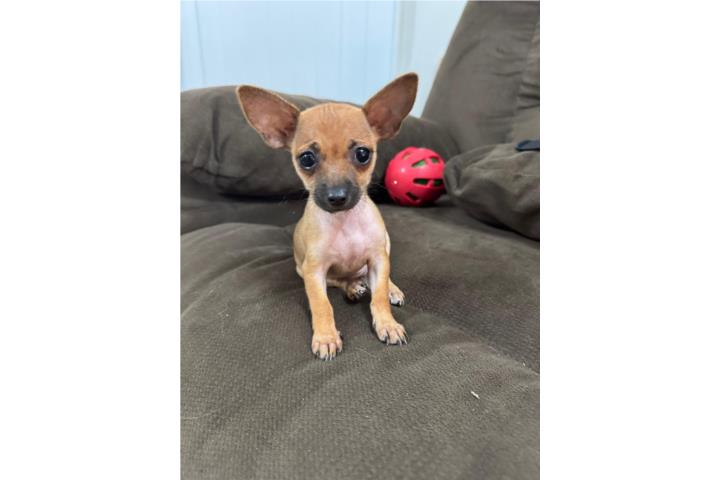 Chihuahuas Puerto Rico