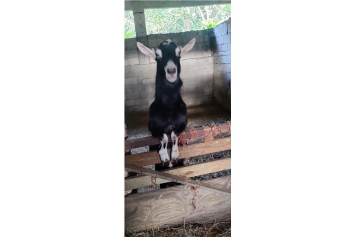 Alpino puro  Puerto Rico