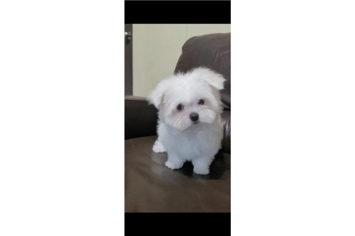 Maltese (maltes) Puerto Rico