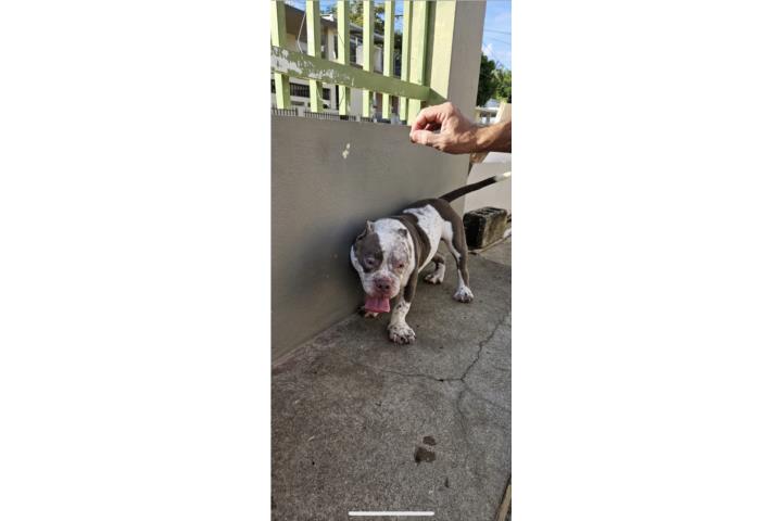Hermosos Bully  Puerto Rico