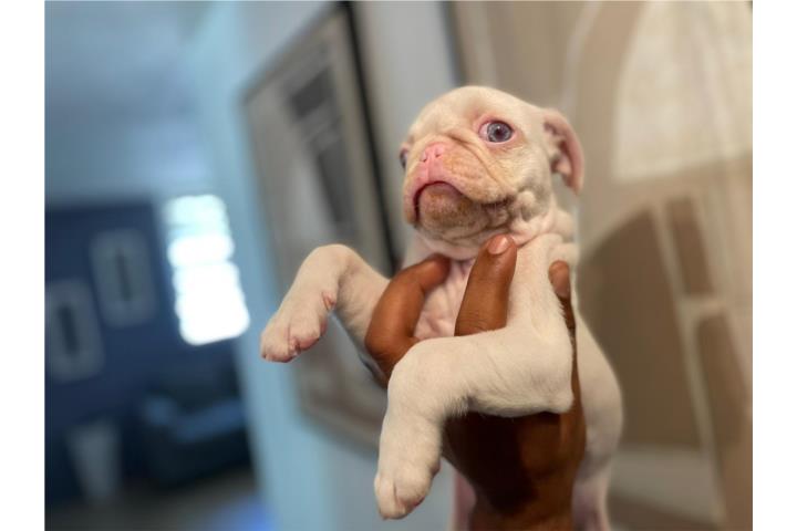 Perrito Pug Puerto Rico