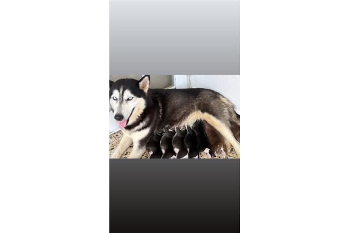 Husky  Puerto Rico