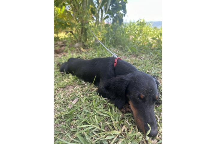 Salchicha adulto black & tan  Puerto Rico