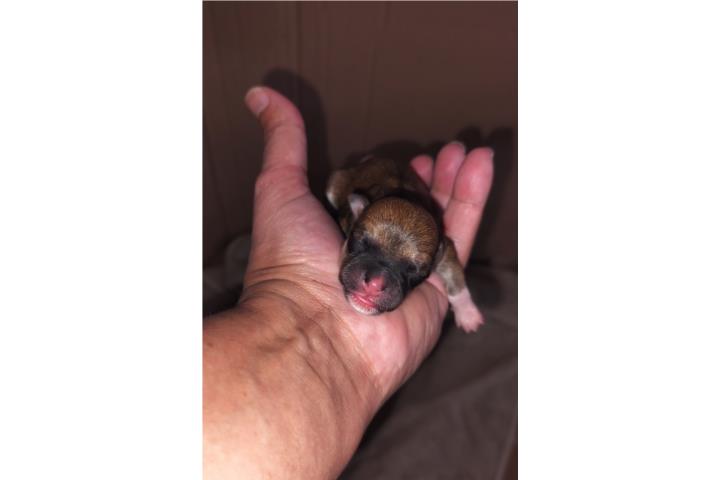 Chihuahua nene toy Puerto Rico