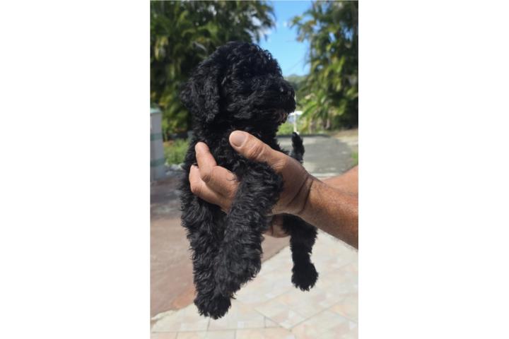 Standard Poodle HEMBRA Puerto Rico