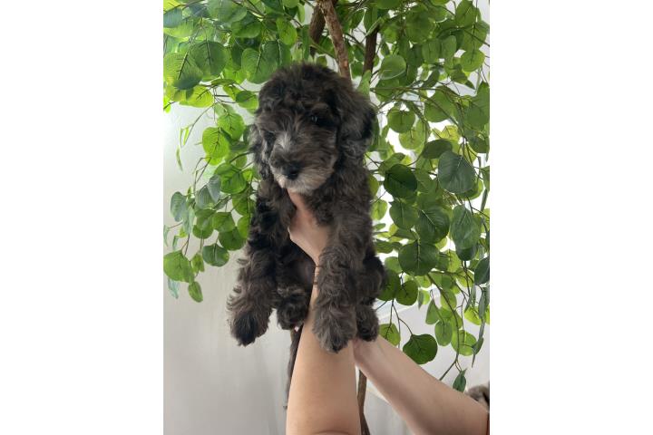 Goldendoodle  Puerto Rico