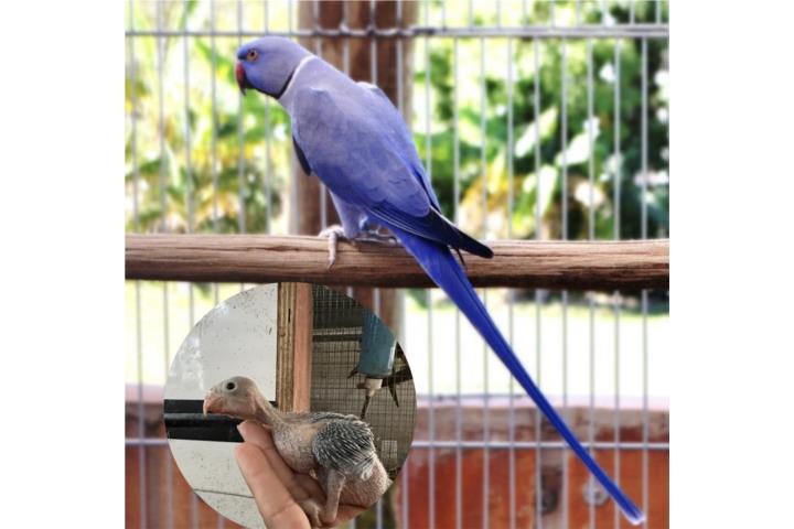 Tengo diferentes colores Rigneck  Puerto Rico