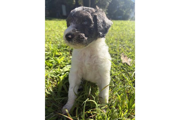 Poodle Standard Hembra 1,000 Puerto Rico