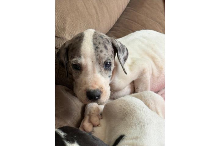 Grandanes Puerto Rico