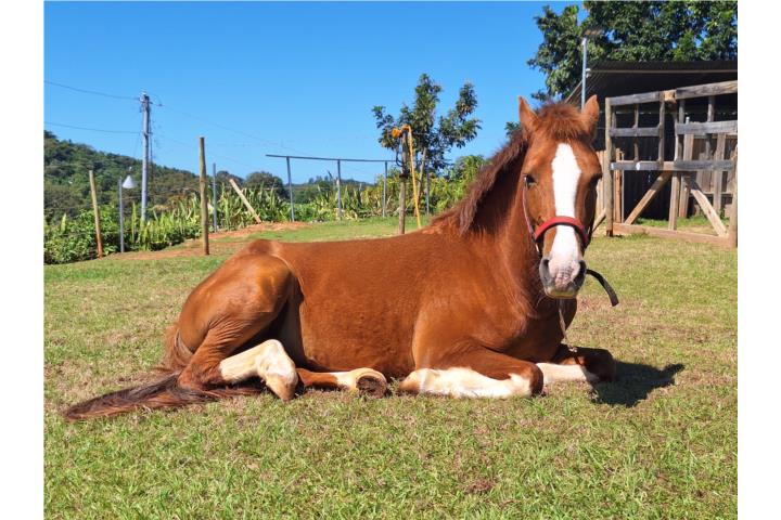 Caballo bello solo $600 Puerto Rico