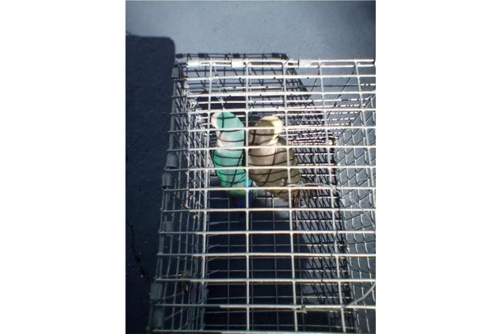 LOVEBIRD MACHO W/F PORTADOR DE FALLOW Puerto Rico