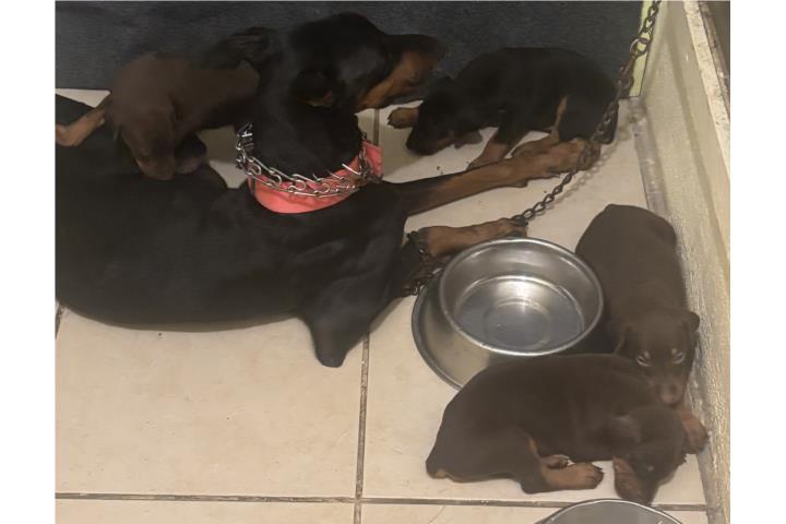 Quedan 2 Dóberman brown genética superior  Puerto Rico