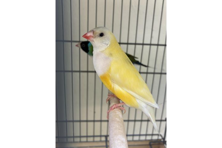 gouldian hembra  Puerto Rico