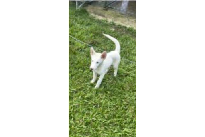Siberian Husky  Puerto Rico