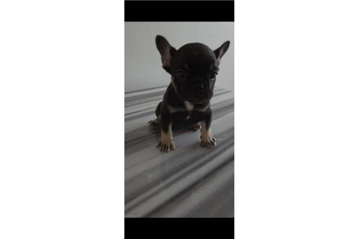 French Bulldog Hembra Carrier Fluffy  Puerto Rico