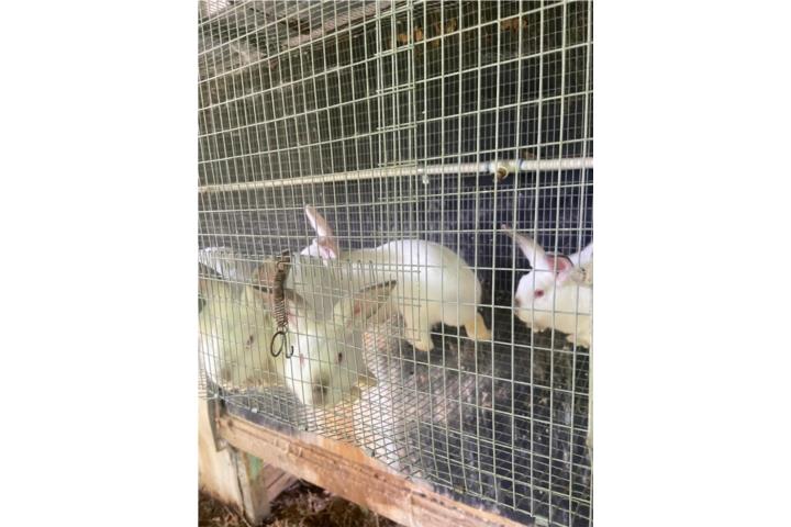 Lote de conejos Puerto Rico