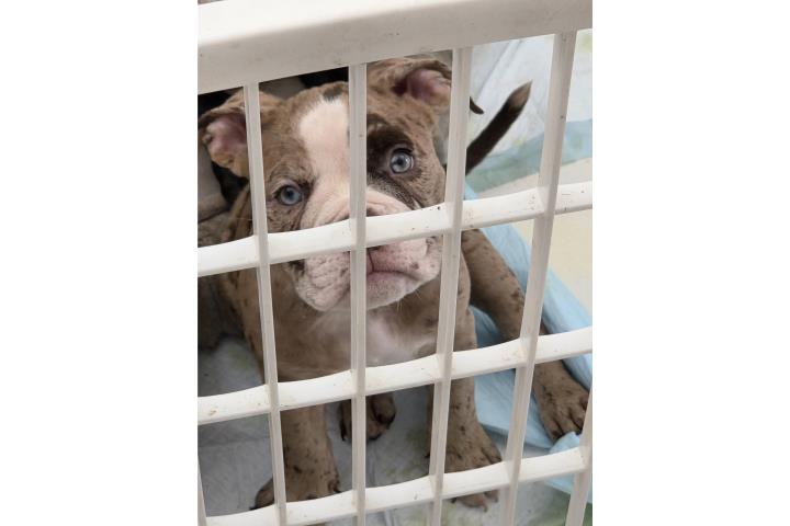 Bully Merle Ojos Azules  Puerto Rico