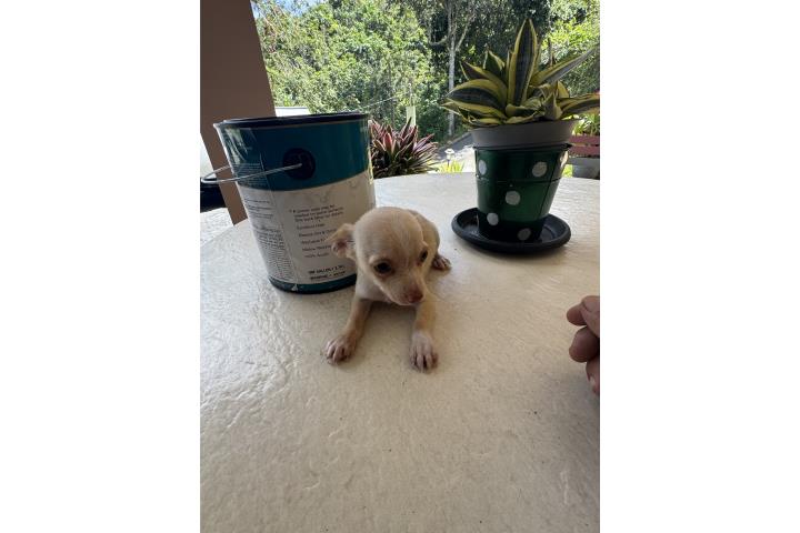Chihuahua machito  Puerto Rico