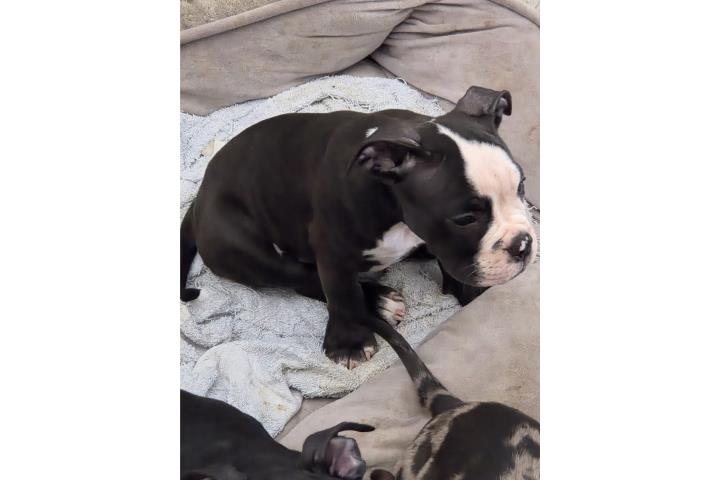 Pitbull bully padre merle y madre blue Puerto Rico