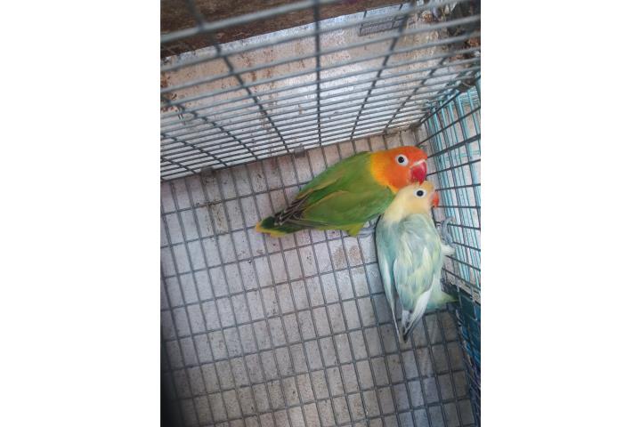 Lovebird machos  Puerto Rico