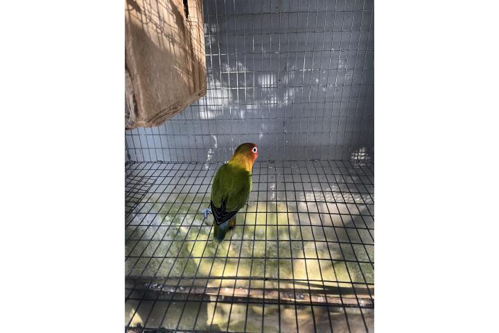 Lovebird macho  Puerto Rico