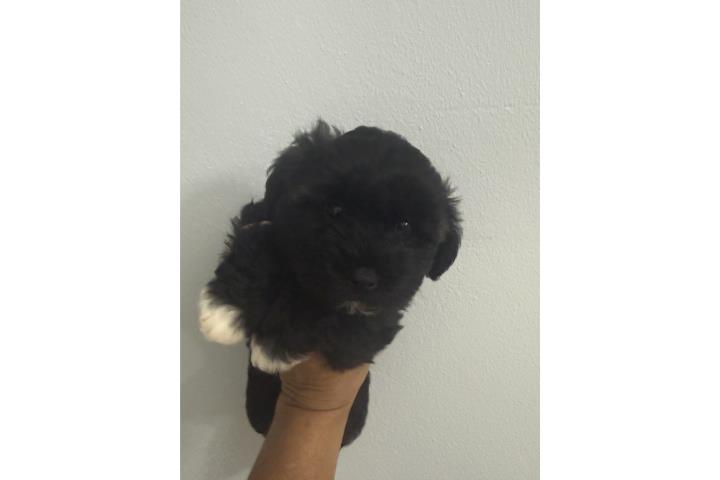 Mini Schnauzers  Puerto Rico