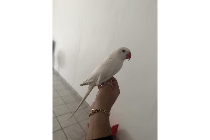 Ringneck hembra adulta se cambia por una joven Puerto Rico