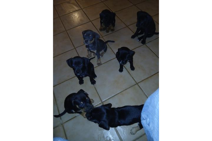 Puppy ADOPTAME  Puerto Rico