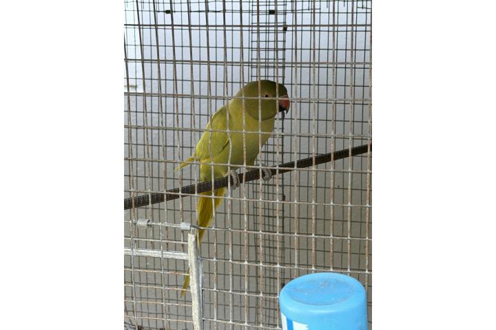 Ring Neck Puerto Rico