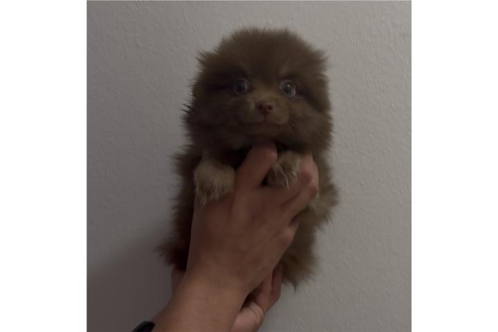 Pomeranian Chocolate nene  Puerto Rico