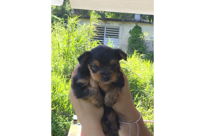 Yorkie macho Puerto Rico