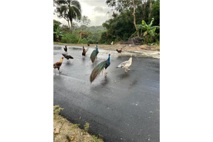 Pavos reales Puerto Rico