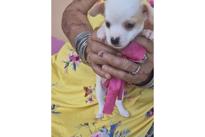 Chihuahua perrito  Puerto Rico