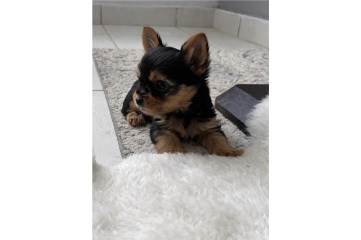 Se vende hermoso yorkie Puerto Rico