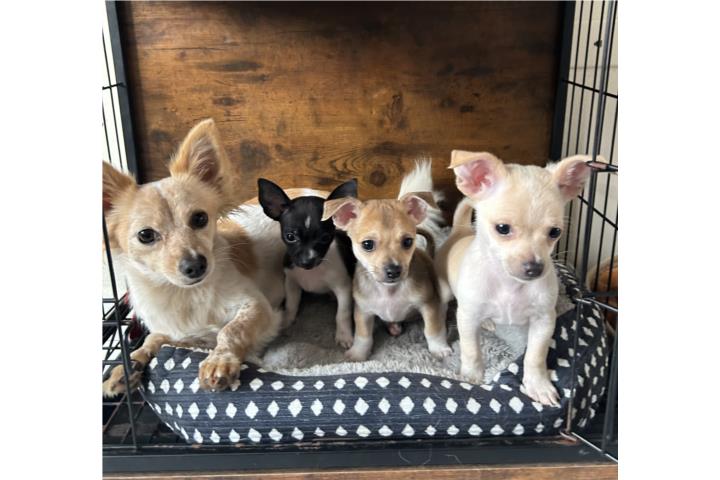 Chihuahua Machos  Puerto Rico