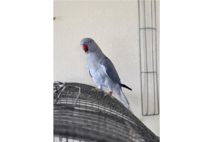 Ringneck de violeta Puerto Rico