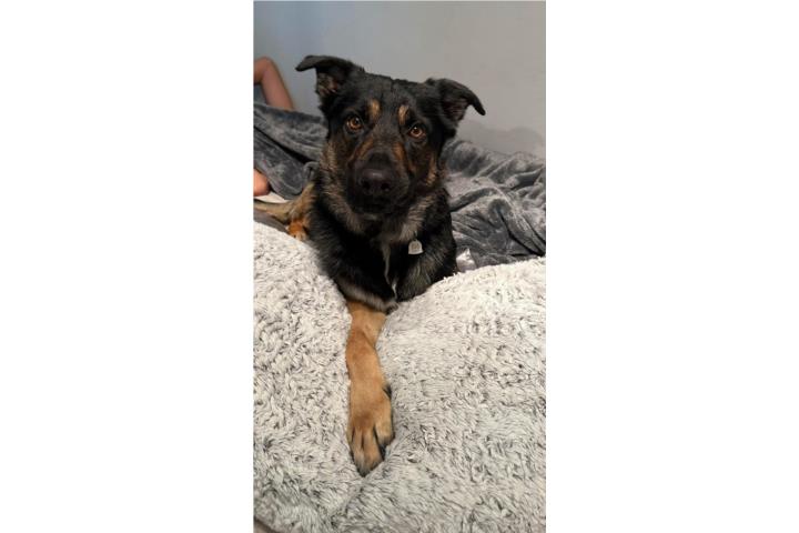 Se busca hogar para Toga  Puerto Rico