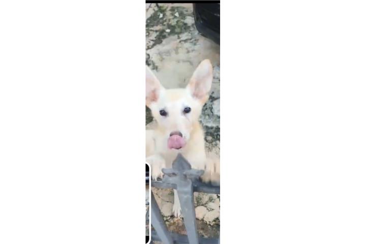 German Shepherd Blanco  Puerto Rico