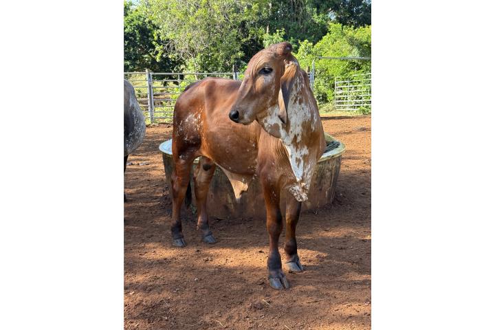 Zebu Manchado para padrote Puerto Rico