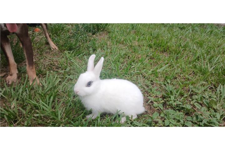 Conejos de tamaño pequeño Puerto Rico