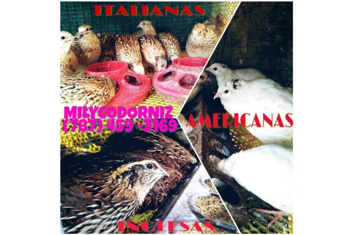 Codornices Puerto Rico