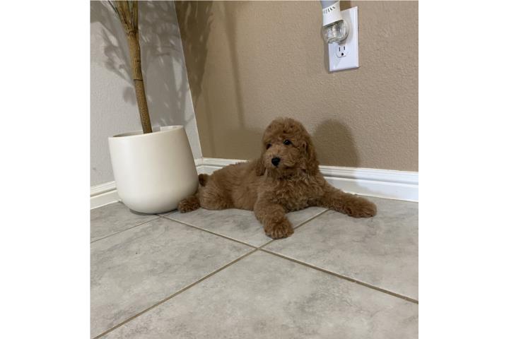 Poodle Miniatura Puerto Rico