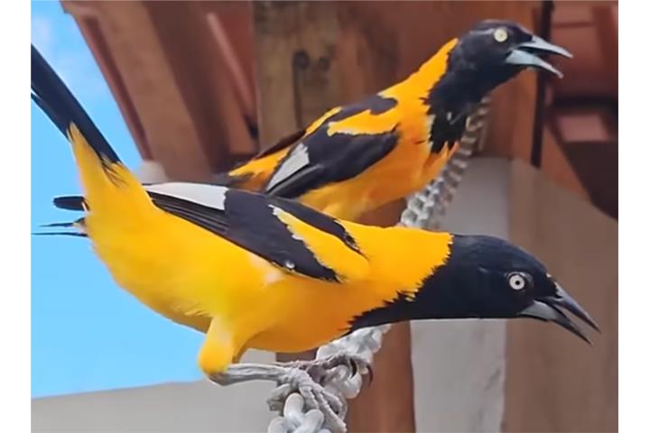 Tulpiales joven pareja 170 la pareja  Puerto Rico