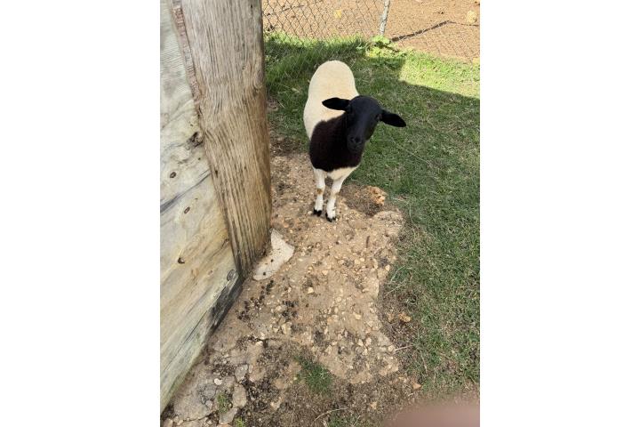 se vende oveja doper henbra 250 Puerto Rico