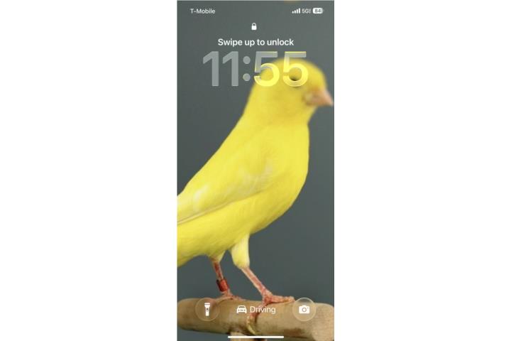 Canarios Timbrados Machos Puerto Rico