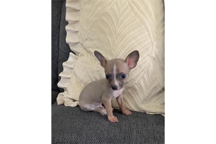 Chihuahua Puerto Rico