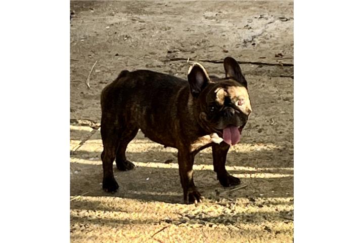 Frenchie adulta cambio  Puerto Rico